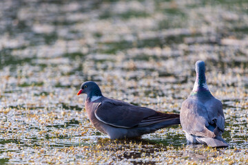 Wood pigeon, Columba palumbus, two bird in water of lake