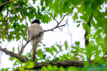 Lesser grey shrike, Lanius minor, gray shrike. Young bird in wild nature
