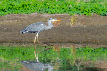 Grey heron or Ardea cinerea on hunting in the lake