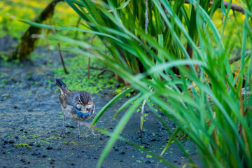 Bluethroat or Luscinia Svecica in wild nature