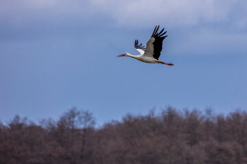 Stork flying over a wet meadow at a little pond called Mönchbruchweiher in the Mönchbruch natural reserve next to Frankfurt in Hesse, Germany at a cloudy day in spring.