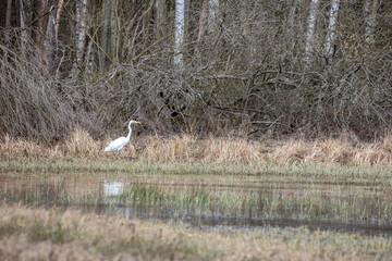 Obraz na płótnie Canvas A great egret standing on a wet meadow at a little pond called Mönchbruchweiher in the Mönchbruch natural reserve next to Frankfurt in Hesse, Germany at a cloudy day in spring.