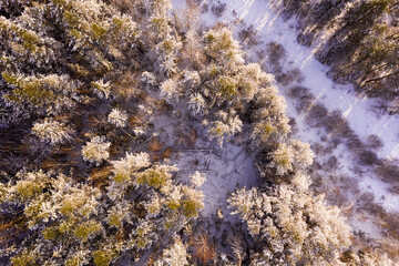 Aerial view of scenic landscape with snow covered spruce forest on winter day..