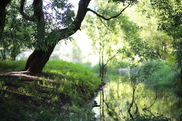Fototapeta premium Bright spring greens at dawn in the forest. Nature comes to life in early spring.