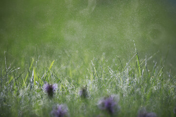 Wild flower. Little flowers on a green meadow.