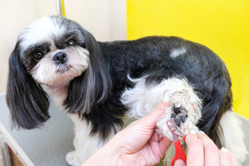 Dog grooming. A groomer cuts a dogs nails with scissors.