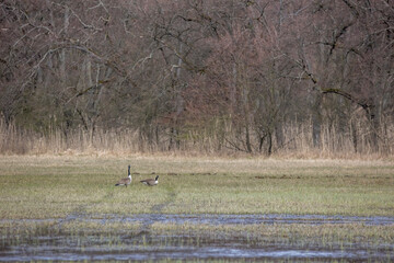 Obraz na płótnie Canvas Two canadian geese at a wet meadow at a natural reserve called Mönchbruch in Hesse, Germany.
