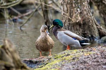 A mallard duck couple standing at a little pond called Mönchbruchweiher in the Mönchbruch natural reserve not far away from Frankfurt in Germany at a cloudy day in spring.