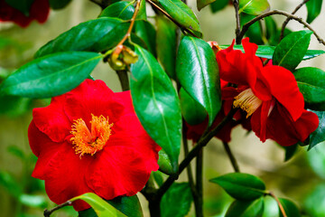 Camellia Japonica blooming in Dresden Pillnitz in March