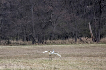 Obraz na płótnie Canvas Great egret flying over a wet meadow at a little pond called Mönchbruchweiher in the Mönchbruch natural reserve next to Frankfurt in Hesse, Germany at a cloudy day in spring.