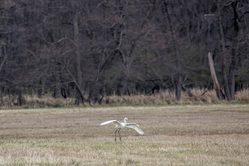 Great egret flying over a wet meadow at a little pond called Mönchbruchweiher in the Mönchbruch natural reserve next to Frankfurt in Hesse, Germany at a cloudy day in spring.