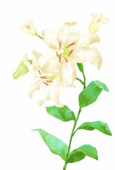 Obraz premium 優しいタッチのカサブランカのイラスト