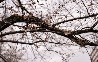 公園中の桜の木
