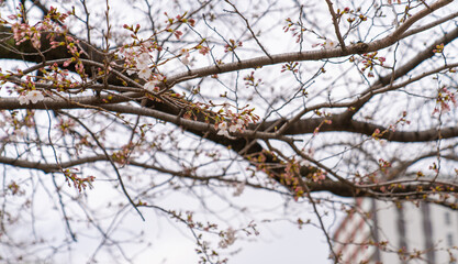 公園中の桜の木