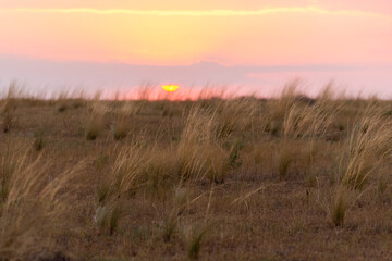 Wild grass with backlit in golden sunlight. Landscape with dry steppe grass