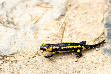 European fire salamander..Black yellow spotted fire salamander.
