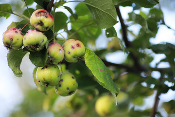 Bright spring greens at dawn in the forest. Nature comes to life in early spring.