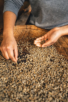 Hands Are Sorting Quality Coffee Beans