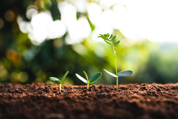 Growth tree young plant Natural green background.