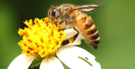 Side View of Oriental Honeybee (Apis Cerana) on The Flower