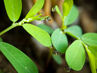 leaf with water drops