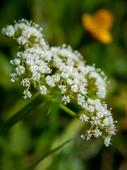 Fototapeta premium white flowers of a tree