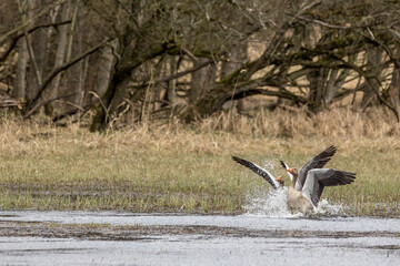 Greylag goose landing on a wet meadow at a little pond called Mönchbruchweiher in the Mönchbruch natural reserve next to Frankfurt in Hesse, Germany at a cloudy day in spring.