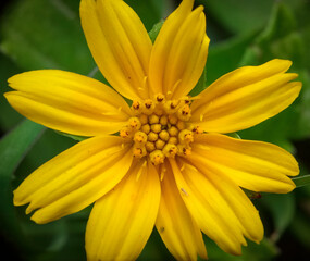 yellow daisy flower