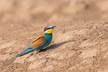 European bee-eater bird sit on ground