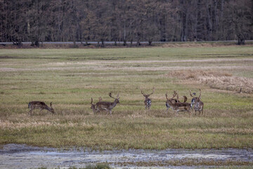 A herd of deers in the so called Mönchbruch natural reserve in Hesse, Germany at a cloudy day in spring.