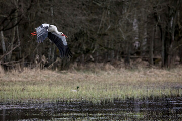 Stork flying over a wet meadow at a little pond called Mönchbruchweiher in the Mönchbruch natural...