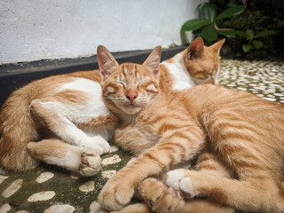 Two cat laying on the floor