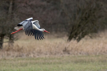 Stork flying over a wet meadow at a little pond called Mönchbruchweiher in the Mönchbruch natural reserve next to Frankfurt in Hesse, Germany at a cloudy day in spring.