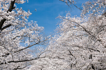 青空を背景に桜の花