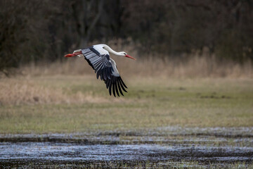 Stork flying over a wet meadow at a little pond called Mönchbruchweiher in the Mönchbruch natural reserve next to Frankfurt in Hesse, Germany at a cloudy day in spring.