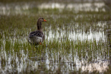 Greylag goose walking through a wet meadow at a little pond called Mönchbruchweiher in the Mönchbruch natural reserve next to Frankfurt in Hesse, Germany at a cloudy day in spring.
