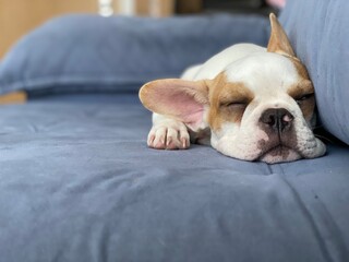 english bulldog puppy