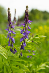 Galega officinalis (goat's-rue or french lilac) in bloom. Beautiful violet flowers in a summer field.