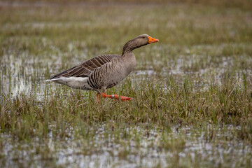 Greylag goose walking through a wet meadow at a little pond called Mönchbruchweiher in the Mönchbruch natural reserve next to Frankfurt in Hesse, Germany at a cloudy day in spring.