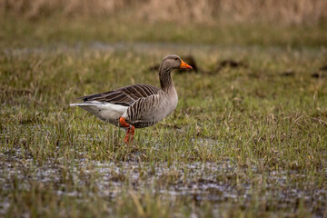 Obraz na płótnie Canvas Greylag goose walking through a wet meadow at a little pond called Mönchbruchweiher in the Mönchbruch natural reserve next to Frankfurt in Hesse, Germany at a cloudy day in spring.