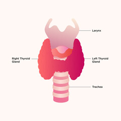 Thyroid Gland and Larynx diagram. Thyroid gland medical concept as a human organ with trachea and larynx as a symbol for 