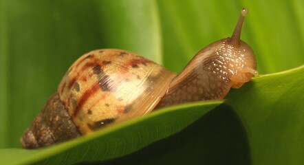 Side View of African Snail (Achatina Fulica) on The Leaves