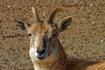 Portrait of Arkal Urial Sheep.