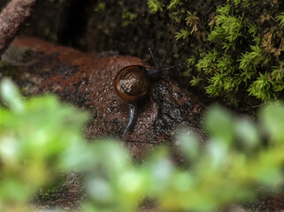 close up of a snail