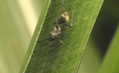 Side View of Ant-Mimicking Jumping Spider (Myrmarachne Agorius) with Spiderweb