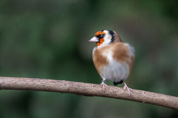 A goldfinch. carduelis, is perched on a wooden branch looking to the left