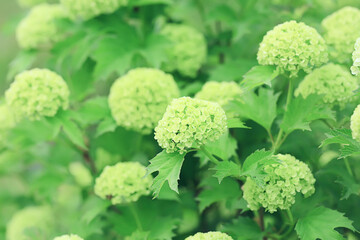 viburnum buldenezh, round white and green flowers, spring blooming background abstract