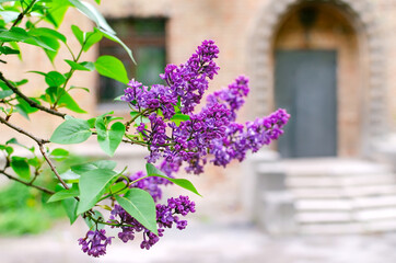 Obraz premium bright lilac flowers on a branch