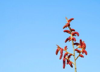 flowering poplar tree