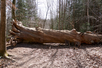 dead huge ancient tree trunk in the forest